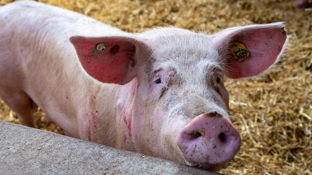 Sikarutto ei tartu ihmisiin, mutta eläimelle se voi olla kuolemaan johtava.