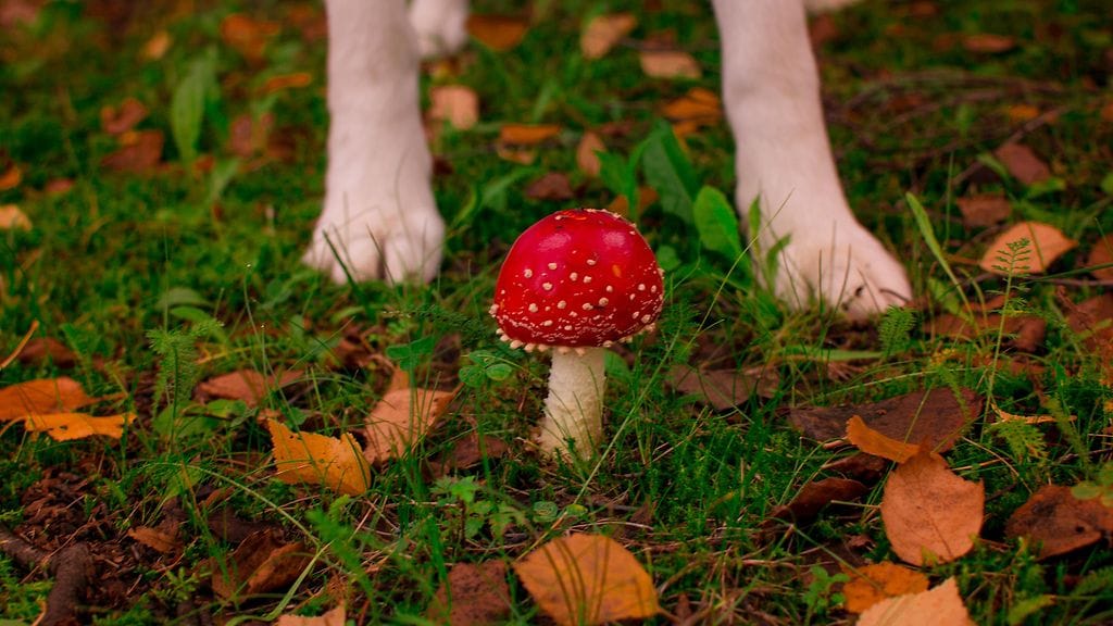 Millaisia ovat koiran sienimyrkytysoireet?