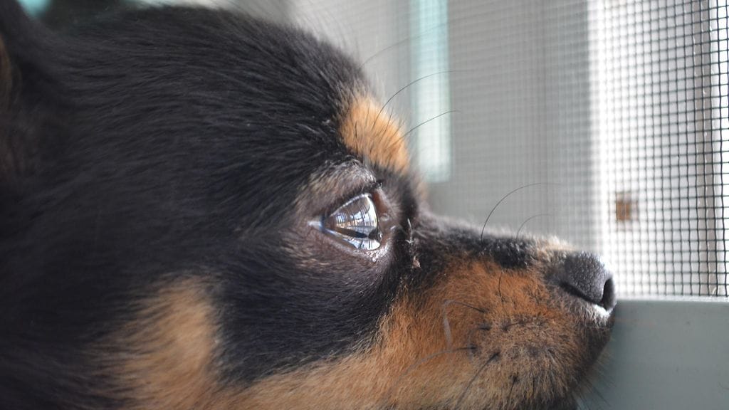 shutterstock_373090393