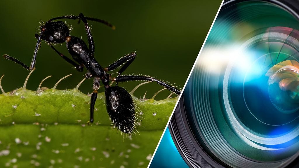 Uskomaton muurahaiskuva voi aiheuttaa painajaisia. Kuvituskuva.