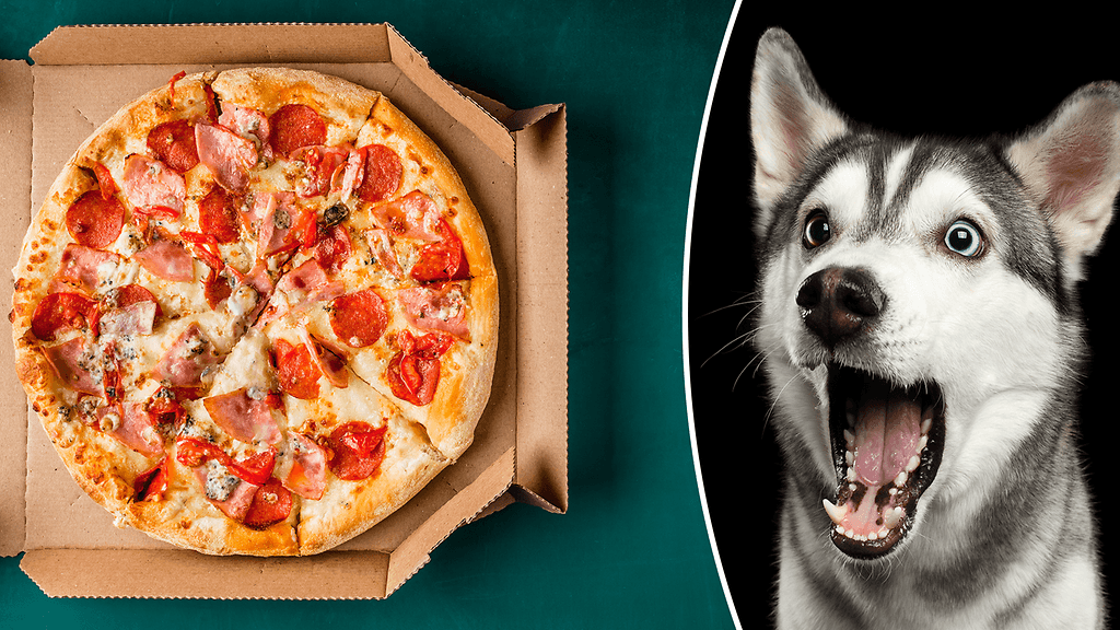 Huskyn teki todella mieli pizzaa.