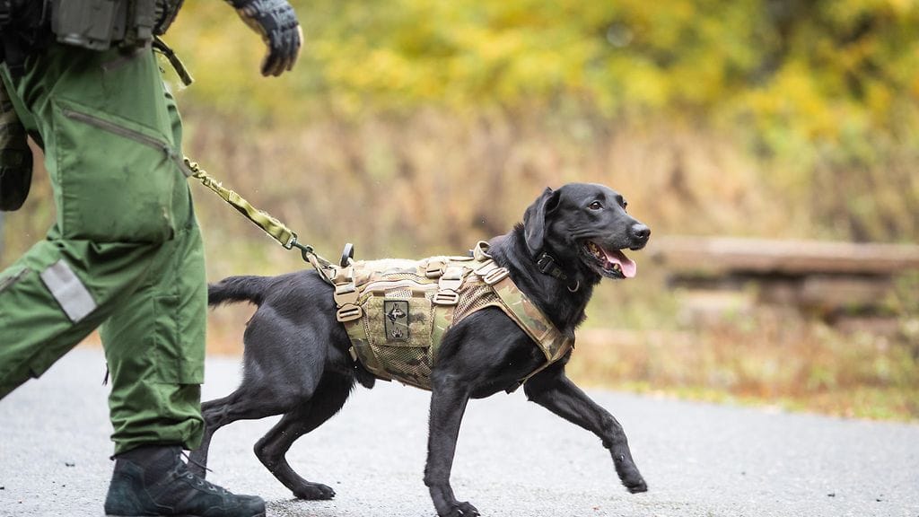 virkakoira sotakoira