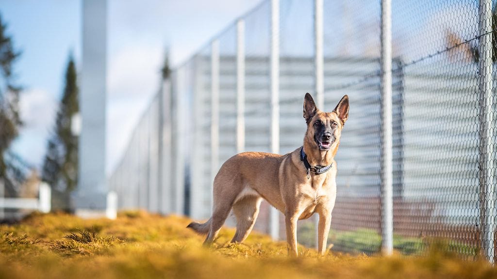 virakoira vankilakoira