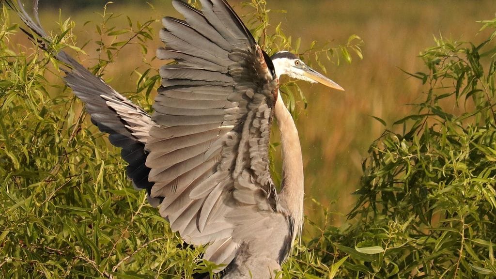 Amerikkalainen valokuvaaja sattui paikalle mainiolla hetkellä. Kuvituskuva.