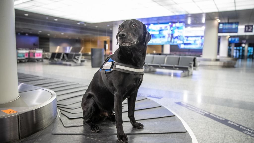 vuoden tullikoira 2022