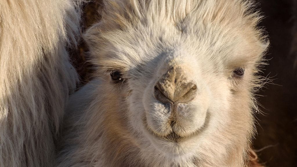 Somessa ihastuttiin kovasti Albertin innostuksesta. Kuvituskuva, tämä eläin ei ole Albert.