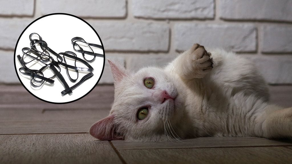 Kissoja ei saisi jättää narujen, hiuslenkkien tai muiden vastaavien kanssa valvomatta. Kuvituskuva.