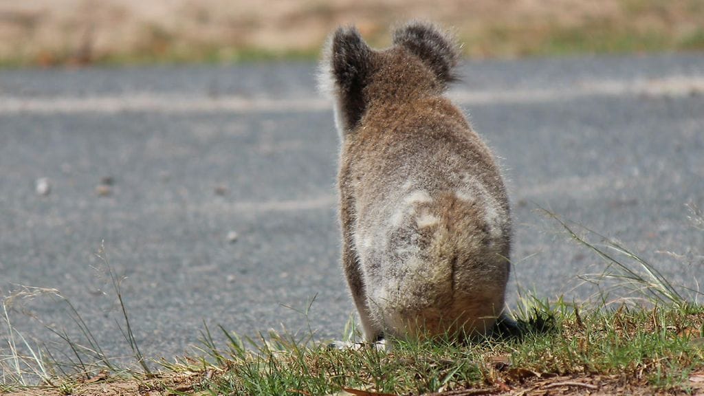 Koala halusi päästä tien yli ja sai siihen onneksi apua. Kuvituskuva.