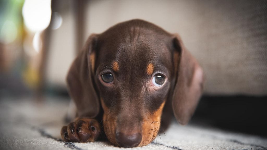 Brittiomistajan koiranpentu oli liian pieni käyttämään edes kissojen valjaita. Kuvituskuva.