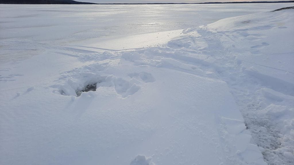 Saimaannorpan pesä tuhottu moottorikelkalla, kuva WWF Joonas Fritze