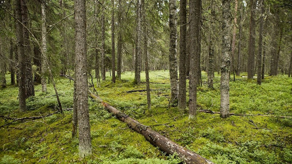 Kuvituskuva. Metsähallitus totesi selvityksessään retkeilymaksujen vaikutusten ulottuvan laajalle.