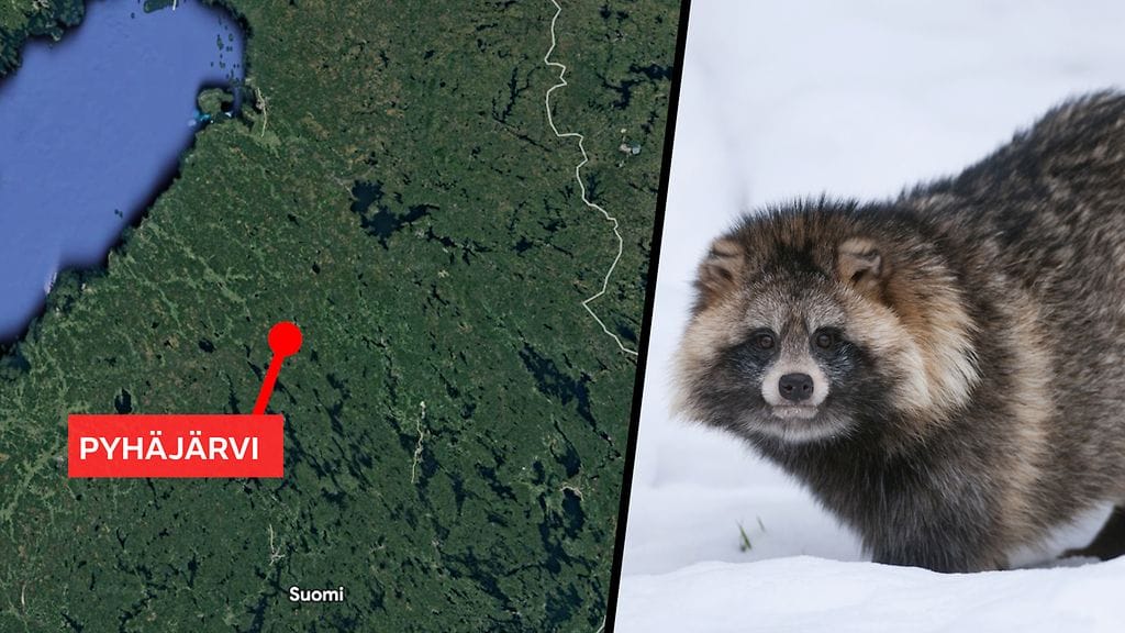 Supikoiraa jahdannut terrieri jumiutui luolaan 20 tunniksi Pyhäjärvellä.