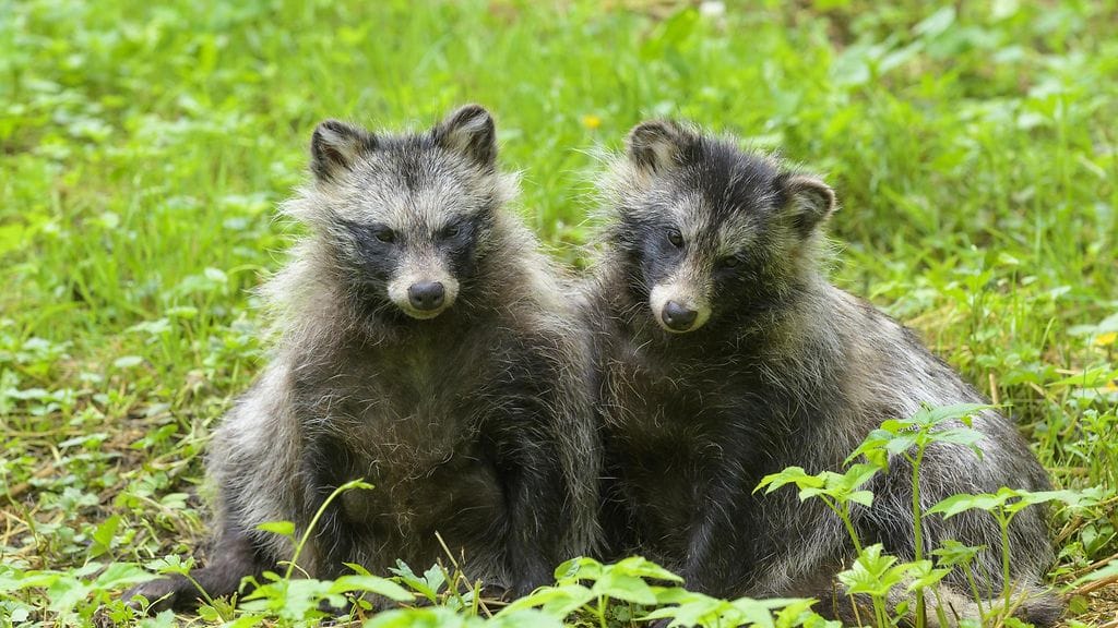 Wuhanilaisella torilla myytiin erilaisia villieläimiä, kuten supikoiria.