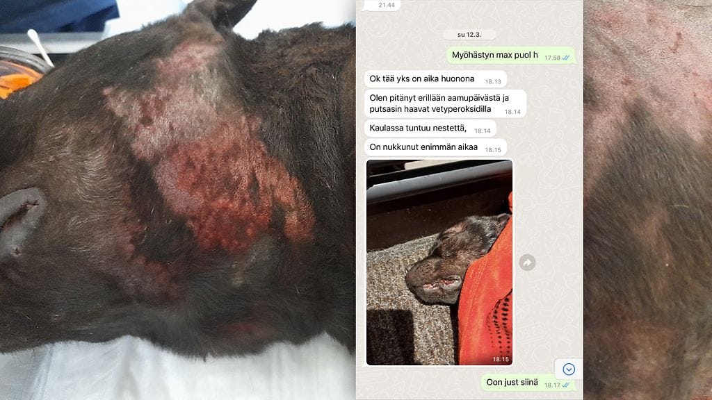 Tää yks on aika huonona, koirahoitolasta kommentoitiin Iinalle koirien hakupäivänä. Lopulta koirien välinen tappelu johti Kerttu-koiran kuolemaan.