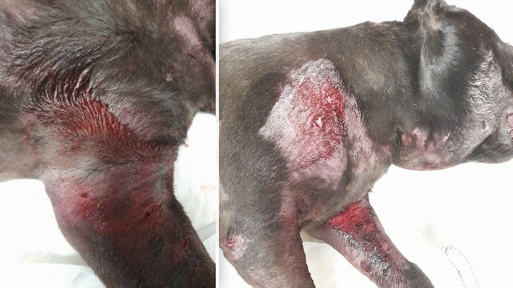 2103_vihdin_koirahoitola