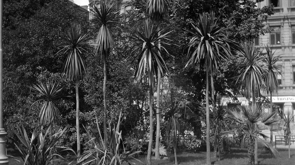 Runebergin Esplanaadi, palmuja Helsingissä.