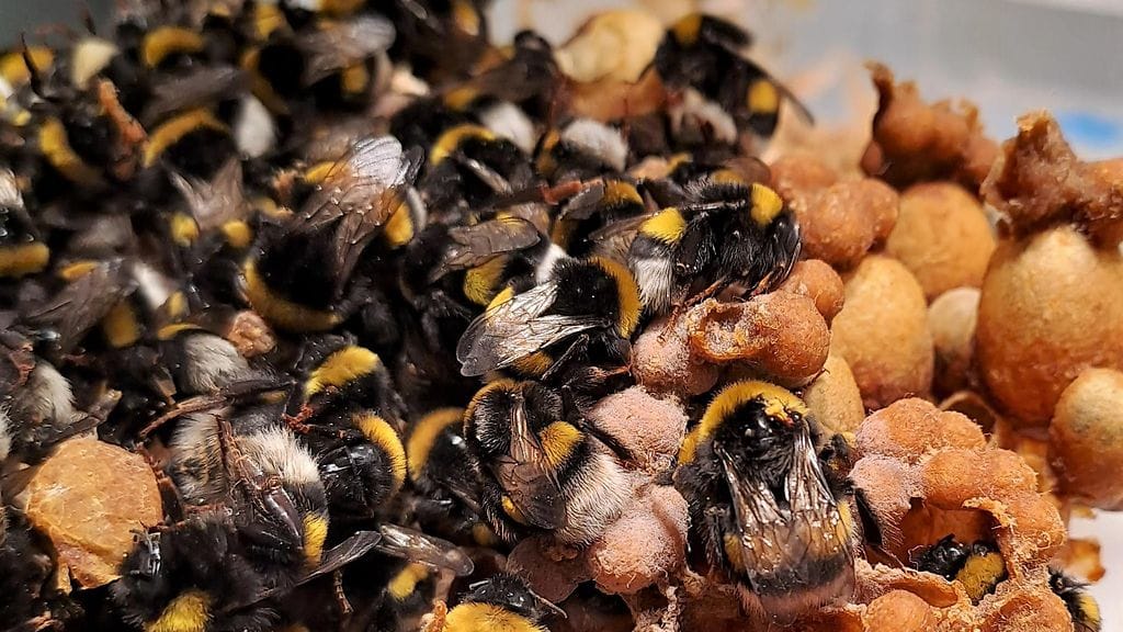 Kimalaispesä, pölyttäjät