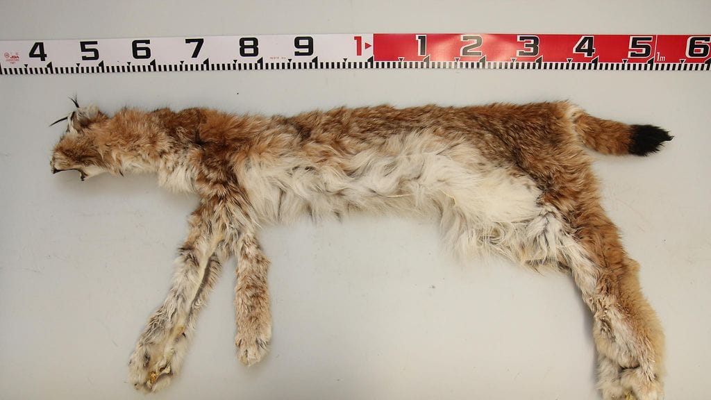 Ilveksen turkki pöydällä, vieressä mitta.