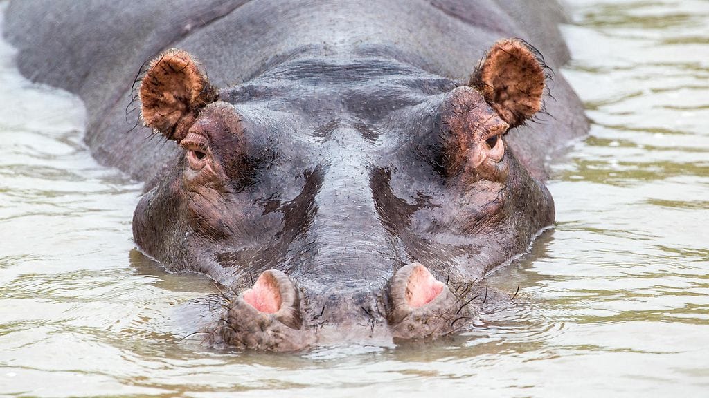 Virtahepo kaatoi veneen Malawissa kuolettavin seurauksin.