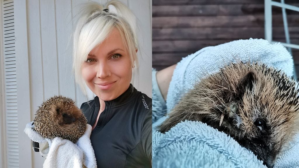 Tanja Eläinsuojeluyhdistyksestä ja siilit