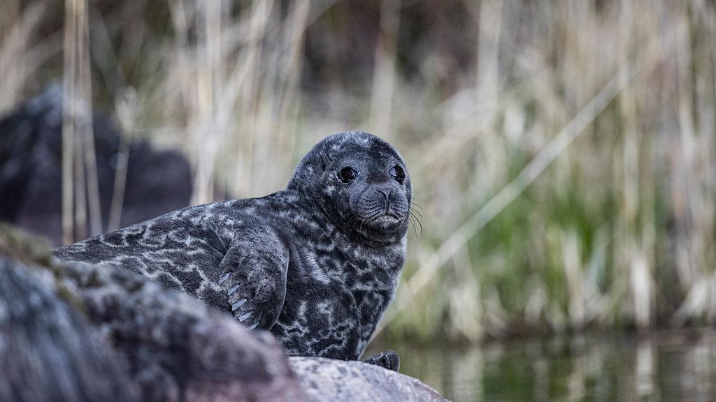 Verkkokalastuskielto päättyy Saimaalla maanantaina, mutta maa- ja metsätalousministeriö suosittelee silti käyttämään vesillä muita pyyntimuotoja. Kuvassa saimaannorppa.