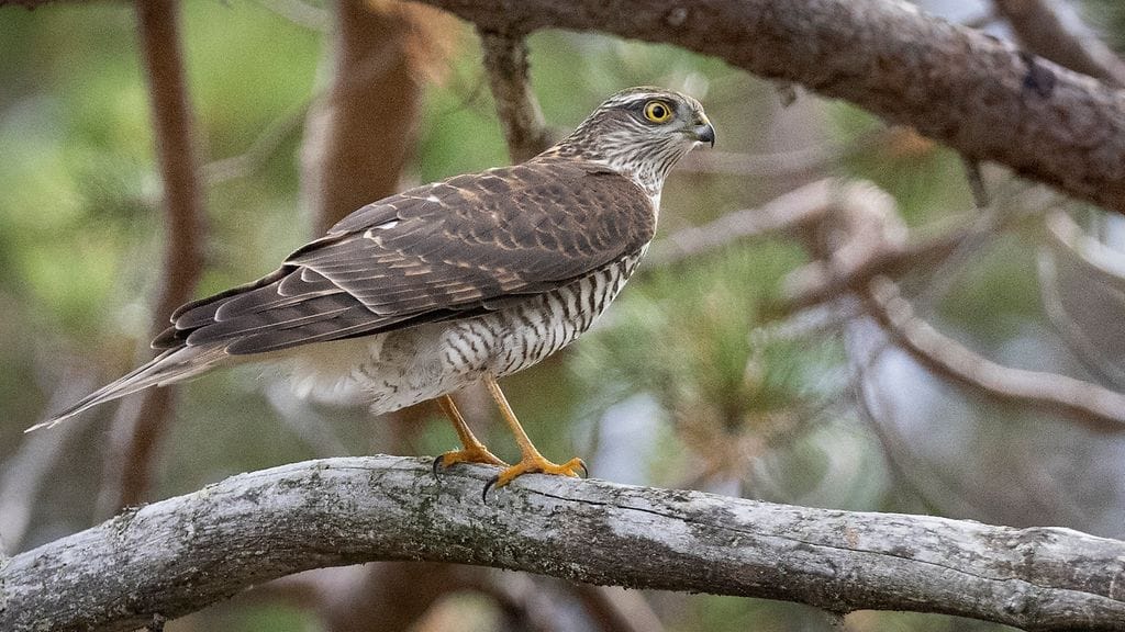 Hollolasta löydetyllä varpushaukalla on todettu lintuinfluenssa. Kuvan varpushaukka ei liity tapaukseen.