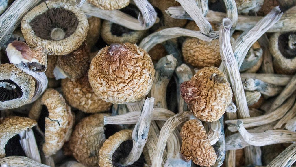 Taikasienien psilosybiiniä voidaan jatkossa hyödyntää tietynlaisten masennusten hoidossa Australiassa.