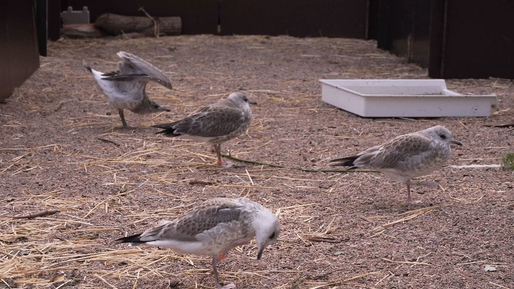 Villieläinsairaala lokit