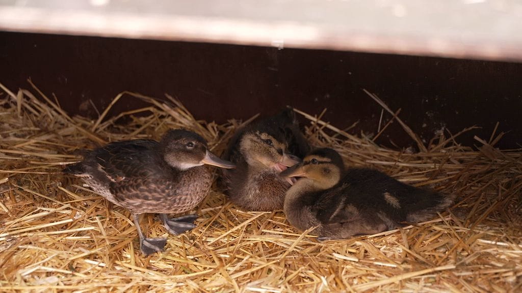 Villieläinsairaala sorsat