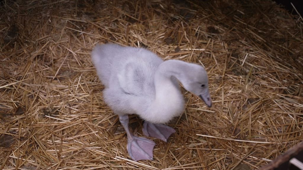 Villieläinsairaala joutsen2