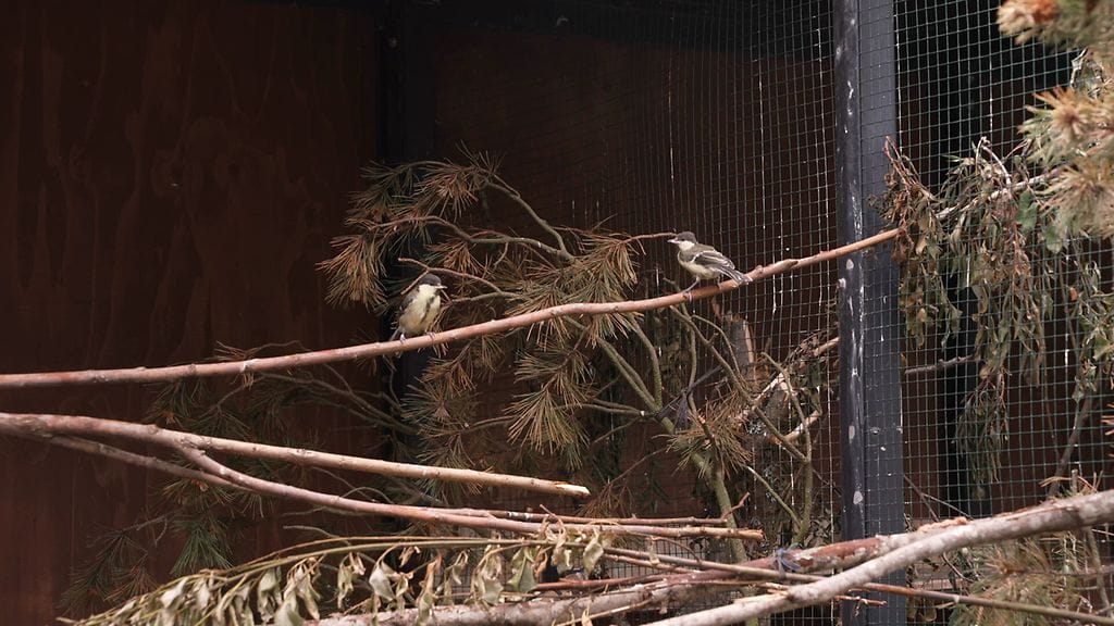 Villieläinsairaala talitintit