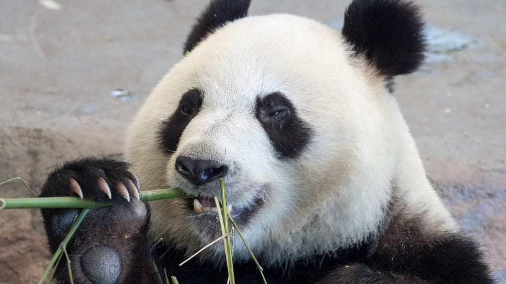 Lumi on toinen Ähtärin eläinpuistossa asustavista pandoista.