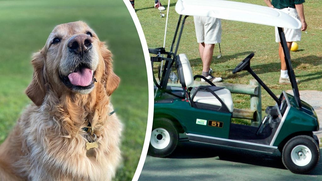 Kuvituskuva. Kuvan koira ja golfkärry eivät liity tapaukseen.