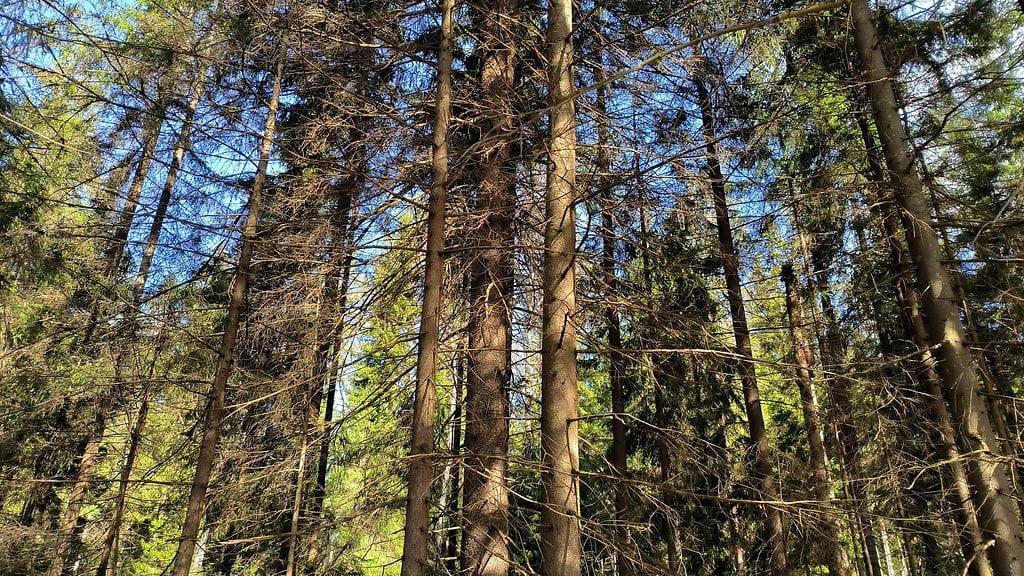 Omankädenoikeus metsäkauppariidassa toi 90-vuotiaalle isälle ja hänen 65-vuotiaalle pojalleen ehdollisen vankeustuomion. Kuvituskuva.