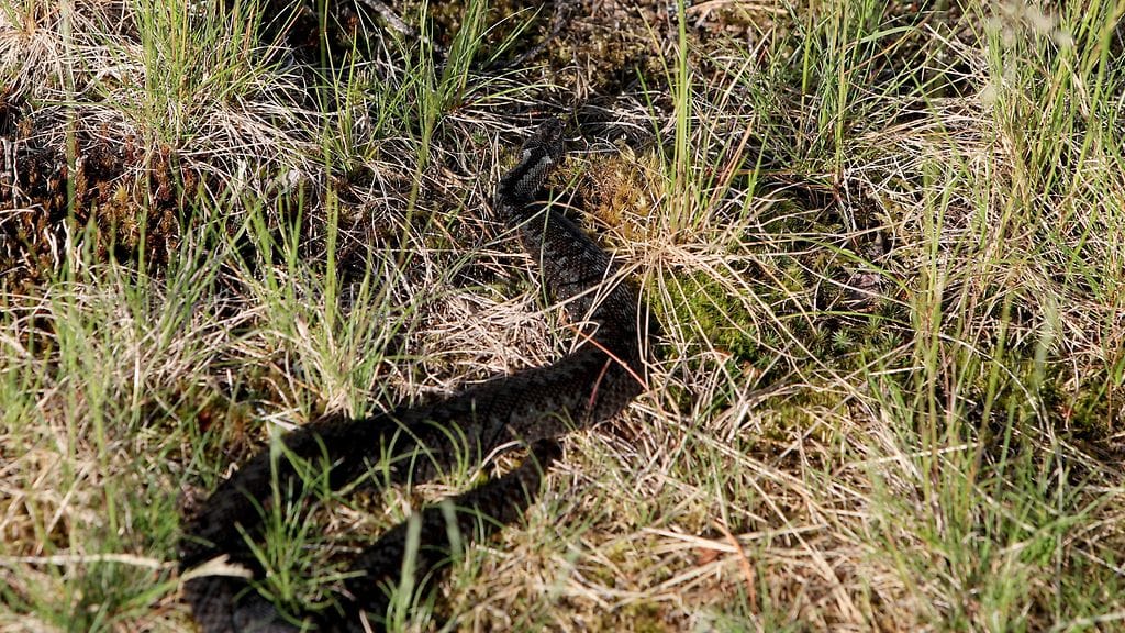 Käärme palautettiin lopulta takaisin luontoon. Kuvituskuva.