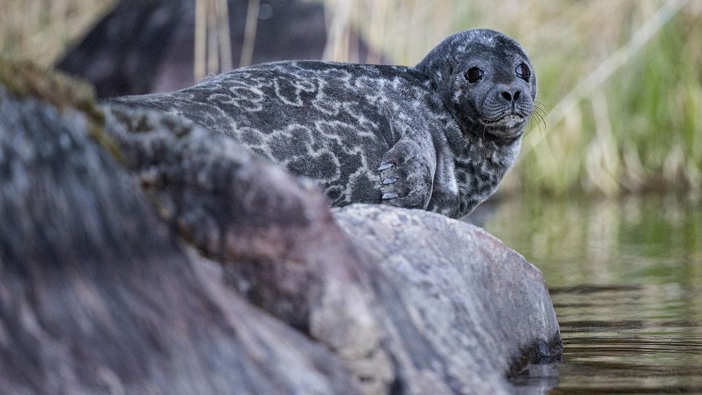 Saimaan kalastusrajoitusalueilla verkkokalastus olisi jatkossakin kiellettyä huhtikuun puolivälistä kesäkuun loppuun.