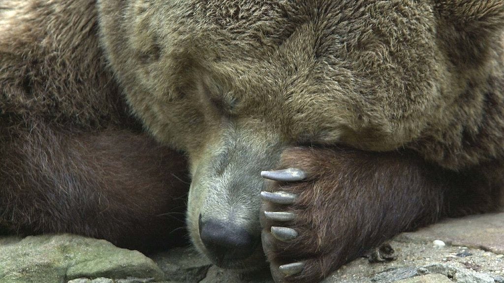 Ruotsissa kuolemantuomion saanut Diego-karhu on saanut uuden kodin Britanniasta, kertoo yleisradioyhtiö BBC. Kuvan karhu ei liity juttuun.