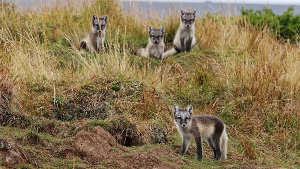Naalit 110923 Metsähallitus