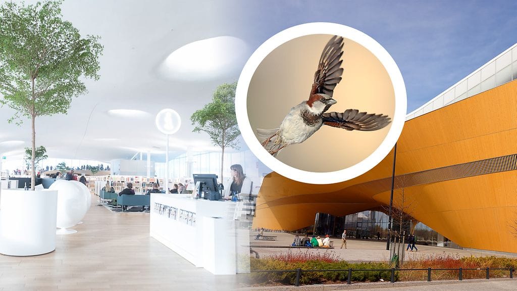 Keskustakirjasto Oodissa on totuttu varpusiin, jotka tunkeutuvat toistuvasti sisälle rakennukseen. Ne pitävät erityisesti kolmoskerroksen elävistä puista. Varpuskuva: Juha Metso, sisäkuva: Ants Vahter.