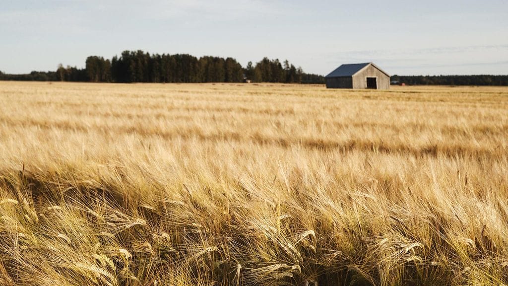 LK 21.9.2023 Ohrapeltoa Maalahdessa 22. elokuuta 2019.