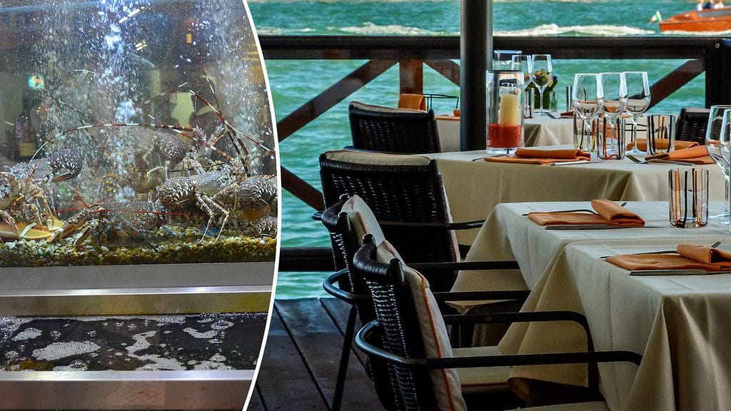 Hummerialtaasta napattu 200 euron hummeri päätyi vapautettuna mereen. Kuvituskuva.