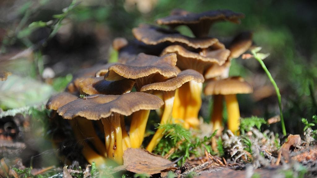 shutterstock_1677850393