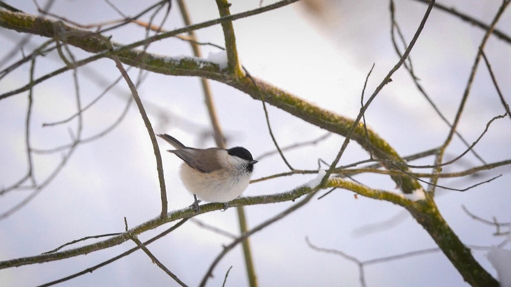 Linnut, viitatiainen
