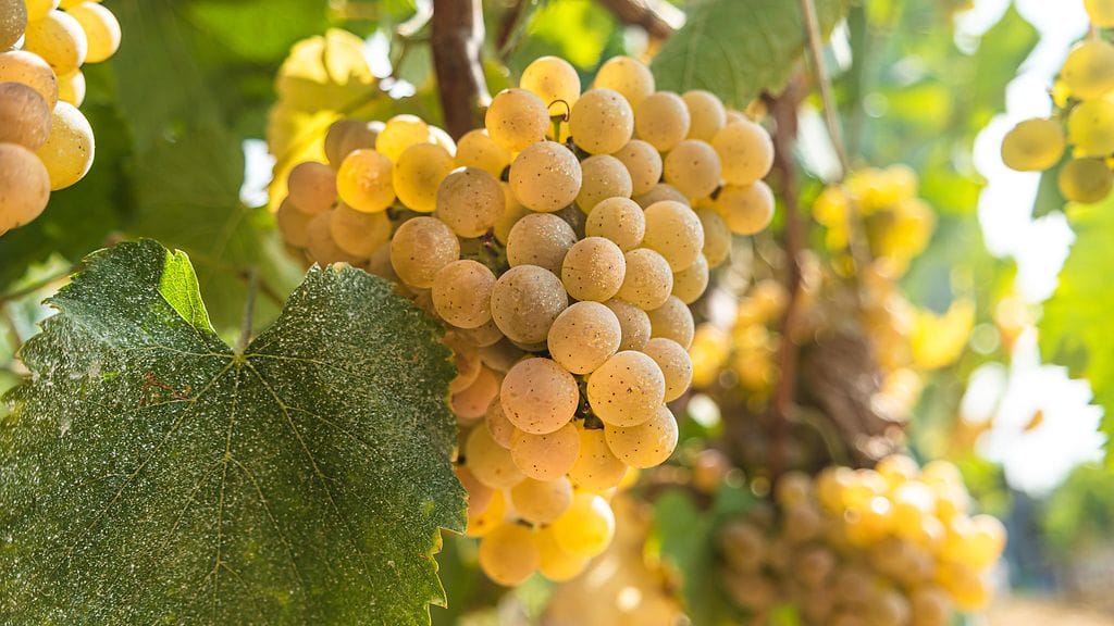 alvarinho, viiniköynös