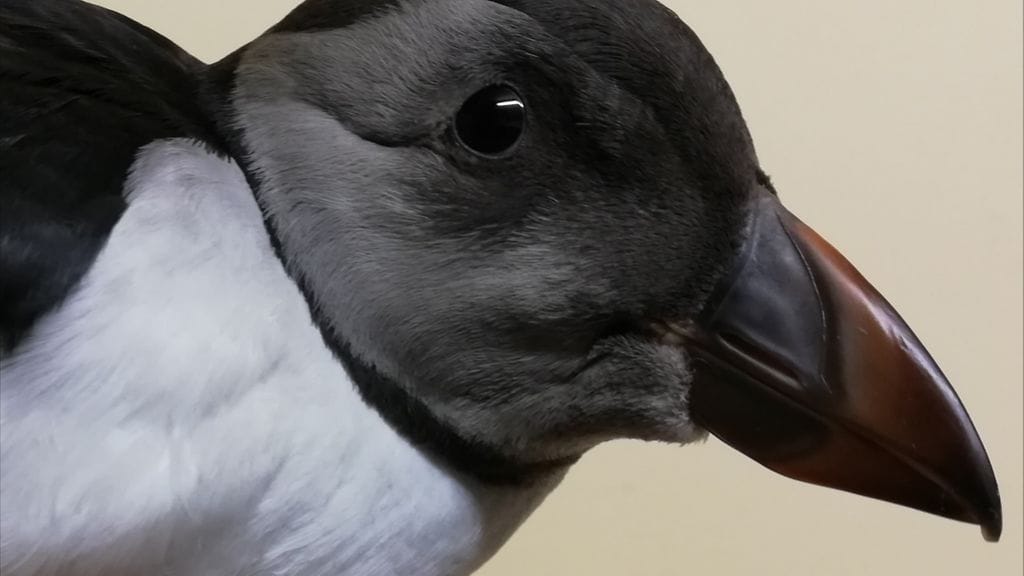 Lunni (KÄYTÄ VAIN BIRDLIFEN LUNNI-JUTTUJEN YHTEYDESSÄ)