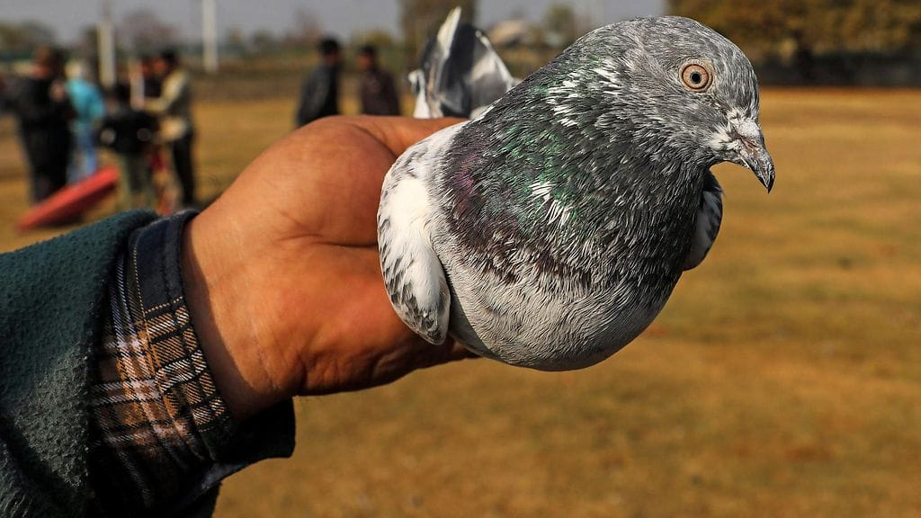 Intiassa pulut ovat myös muun muassa kauppatavaraa. Kuvituskuva.