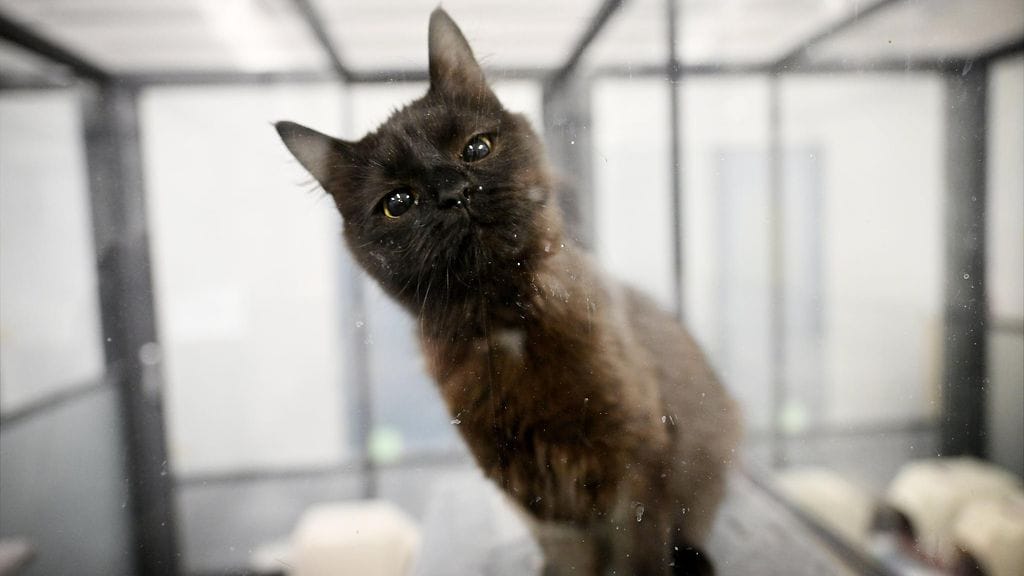 Hylätty kissa Helsingin eläinsuojeluyhdistyksen HESY ry:n HESY-keskuksen tiloissa tammikuussa.