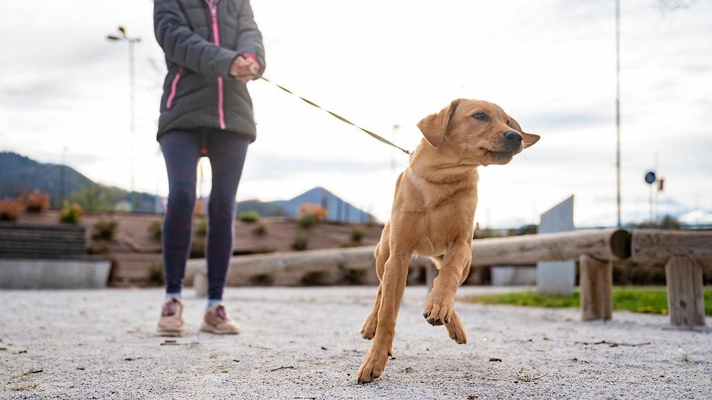 koira vetää hihnassa