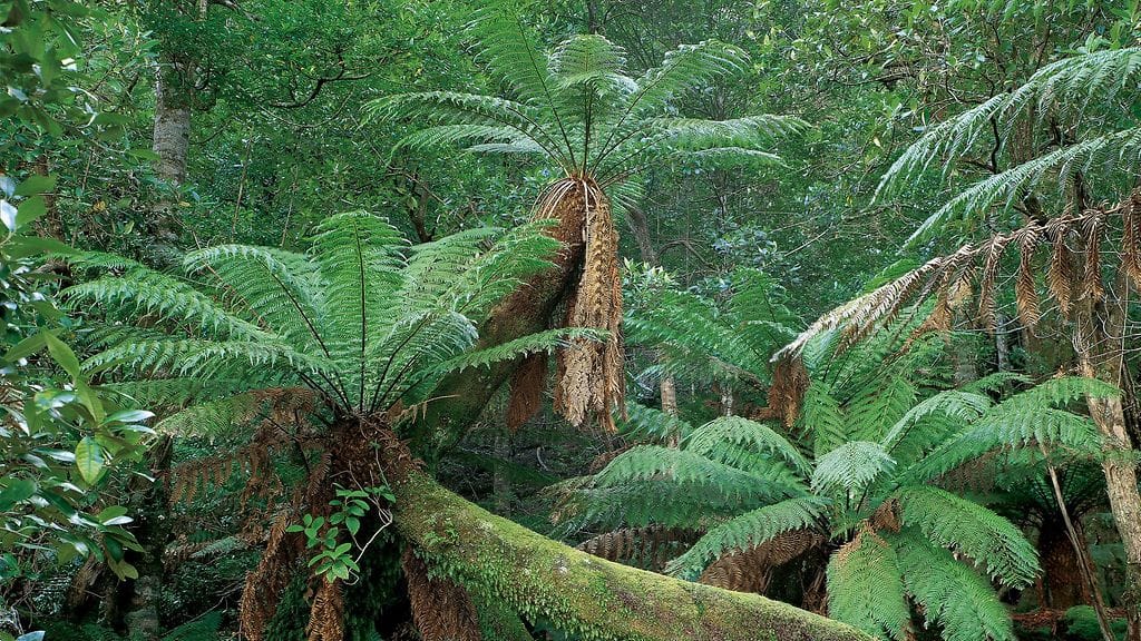 AOP Dicksonia antarctica. ”Saniaispuumetsä” Tasmaniassa Australiassa.
