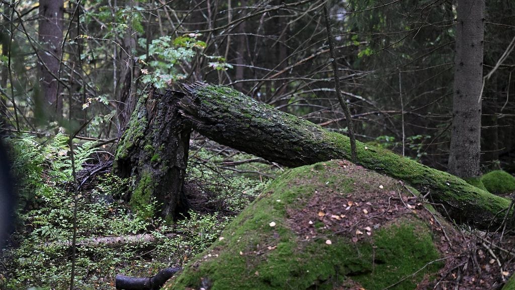 Ennallistamisella luontoa pyritään saamaan luonnontilaan tai lähelle sitä. Kuvituskuvassa vanhaa luonnonmetsää syyssateessa Tuusulassa 23. syyskuuta 2023.